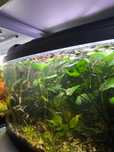 Anubias duży roślina akwariowa