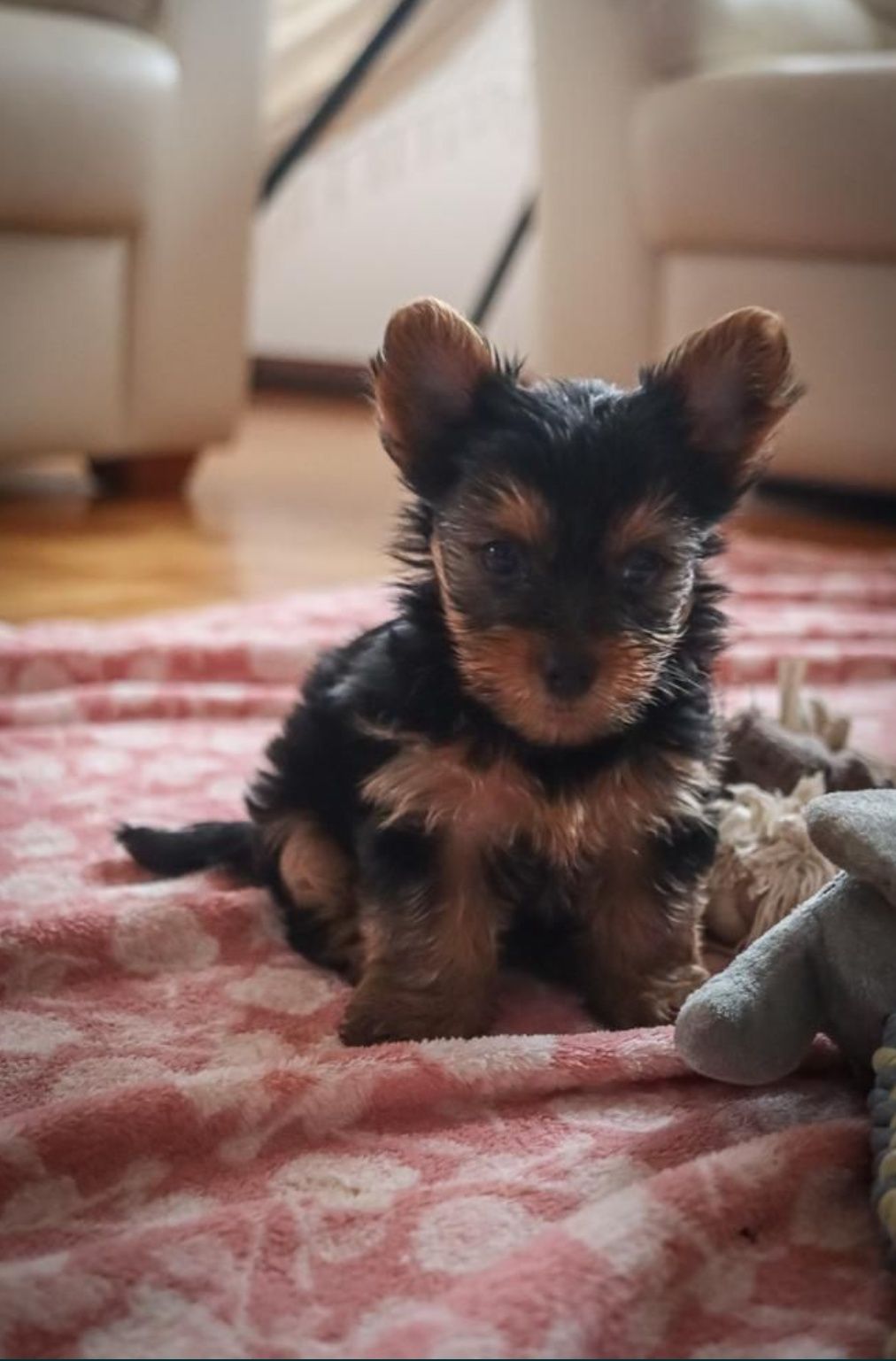 Cachorro Yorkshire Terrier