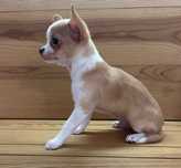 Chihuahua Macho Bege e Branco