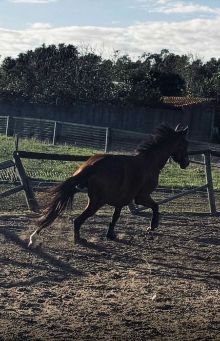 Cavalo cruzado 6 anos Muito meigo (BAIXA DE PREÇO) 1500€