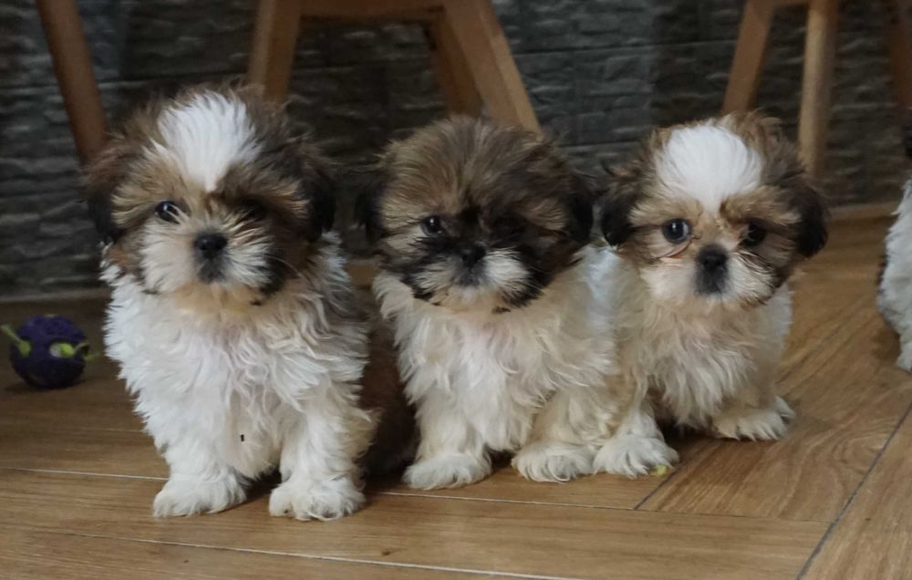 shih tzu cudny szczeniaczek