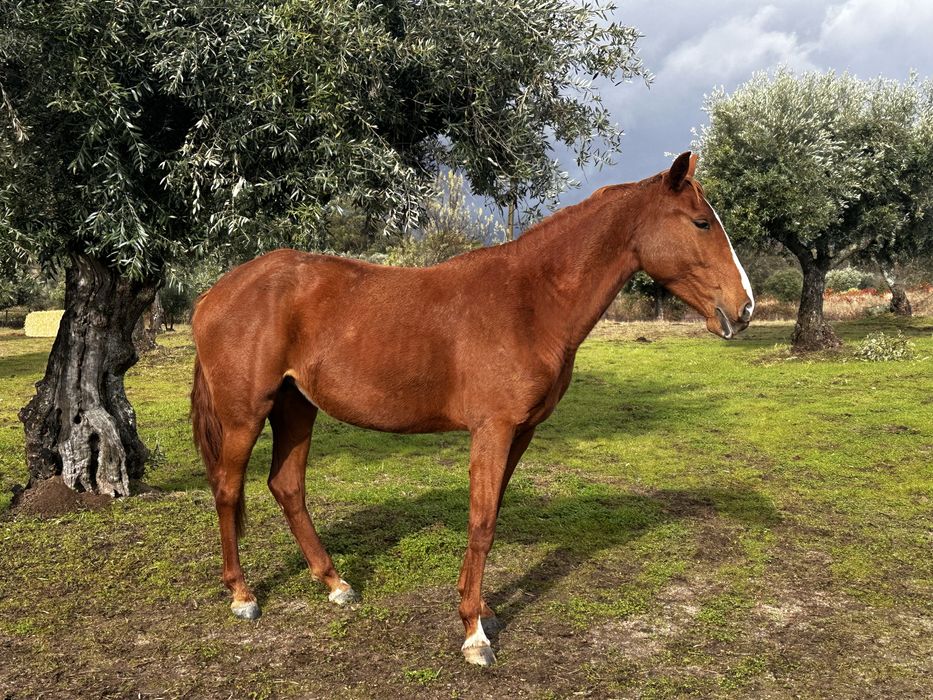 Poldra Puro Sangue Lusitano