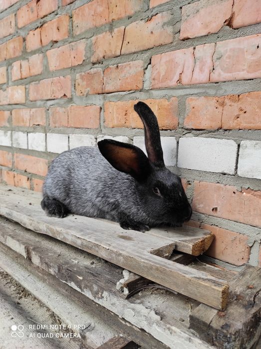 Кролі Полтавське срібло