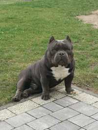 American Bully reproduktor