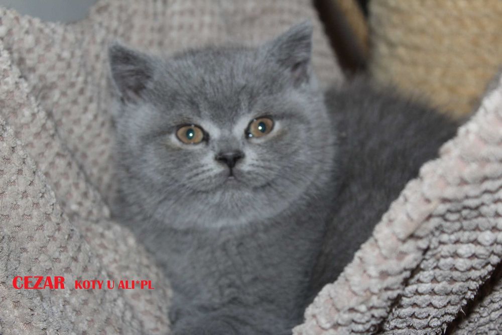 Koty. kocięta brytyjskie- niebieski kocurek - Op hodowlana  gr. krwi B