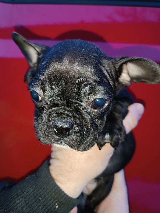 Французики хлопчики та дівчатка різних кольорів