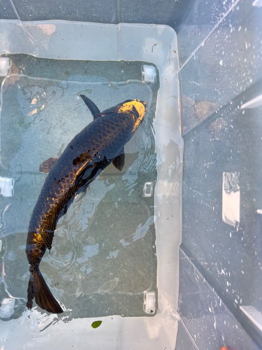 Carpa lindíssima