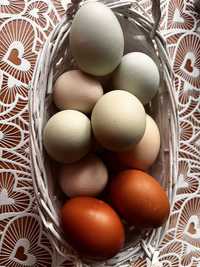 Sprzedaż jajek z własnego gospodarstwa