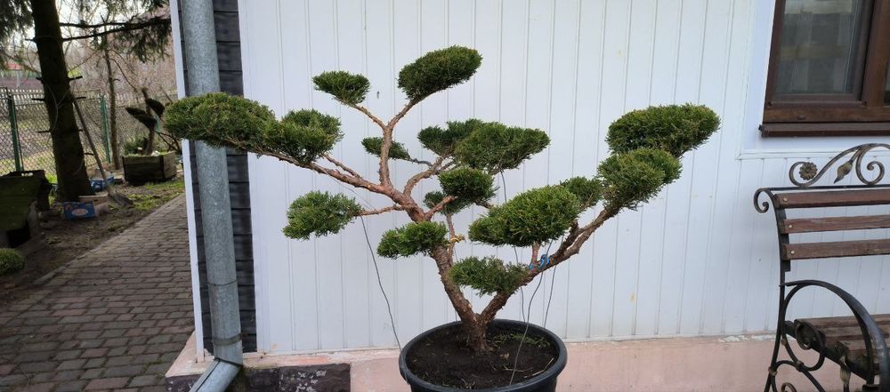 Бонсай (Нівакі) з ялівця, туї, сосни та ялинки