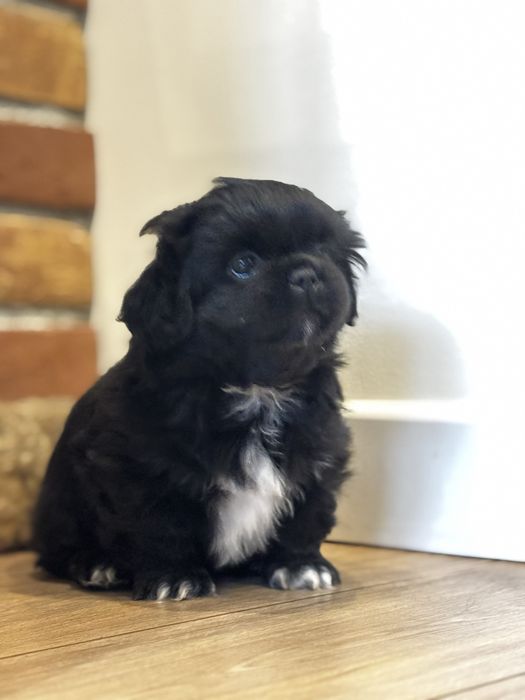 Piesek pekińczyk gotowy do odbioru