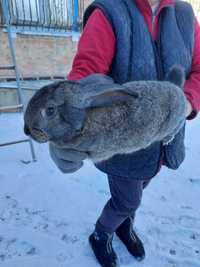 Кроликів домашніх мясо