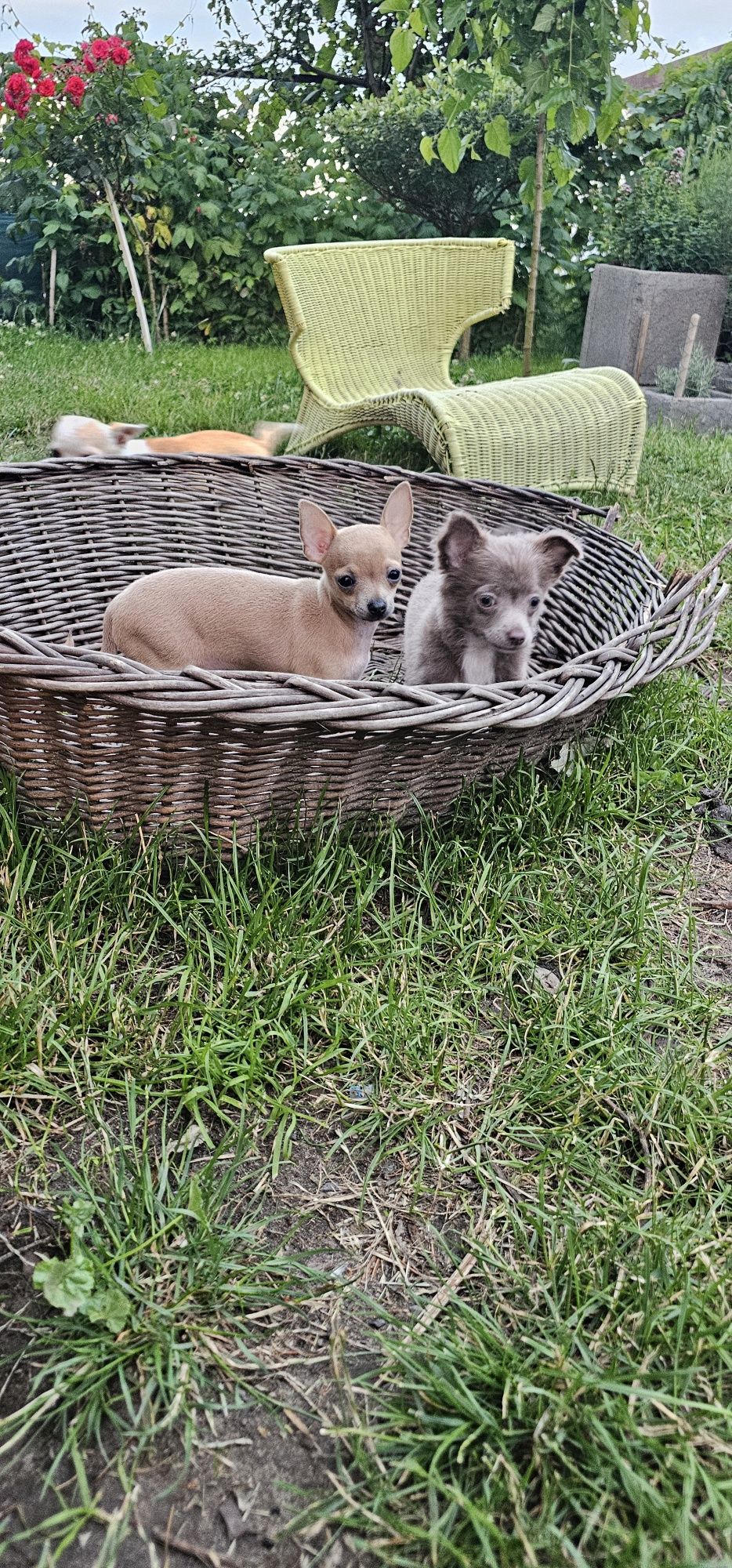 Chihuahua sunia beszamelowa