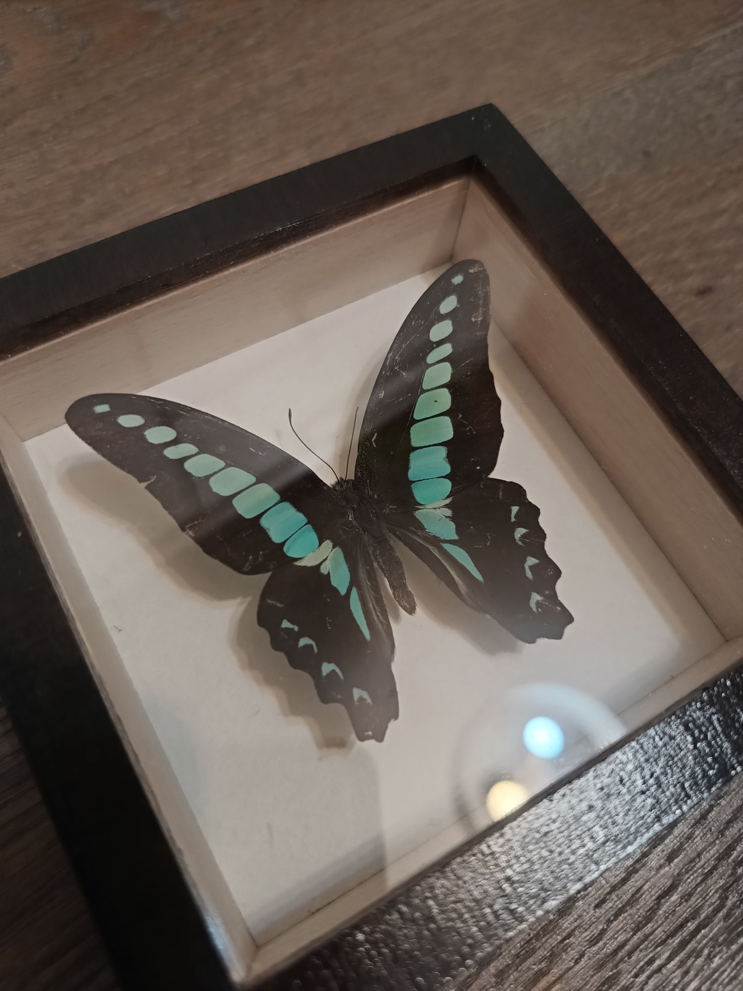 Motyl w ramce Graphium sarpedon