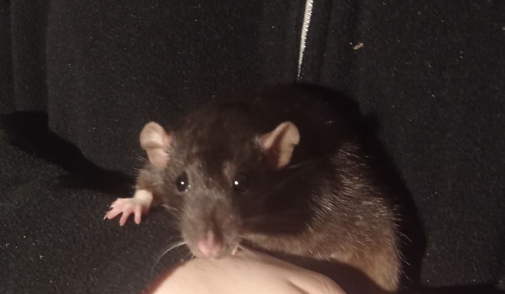 Декоративні щурі