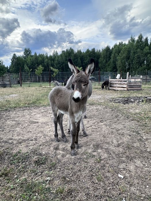 Osiołek młody ogierek o imieniu Grey