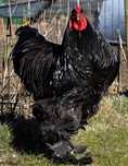 Ovos galinha Malines, Azur e Brahama black