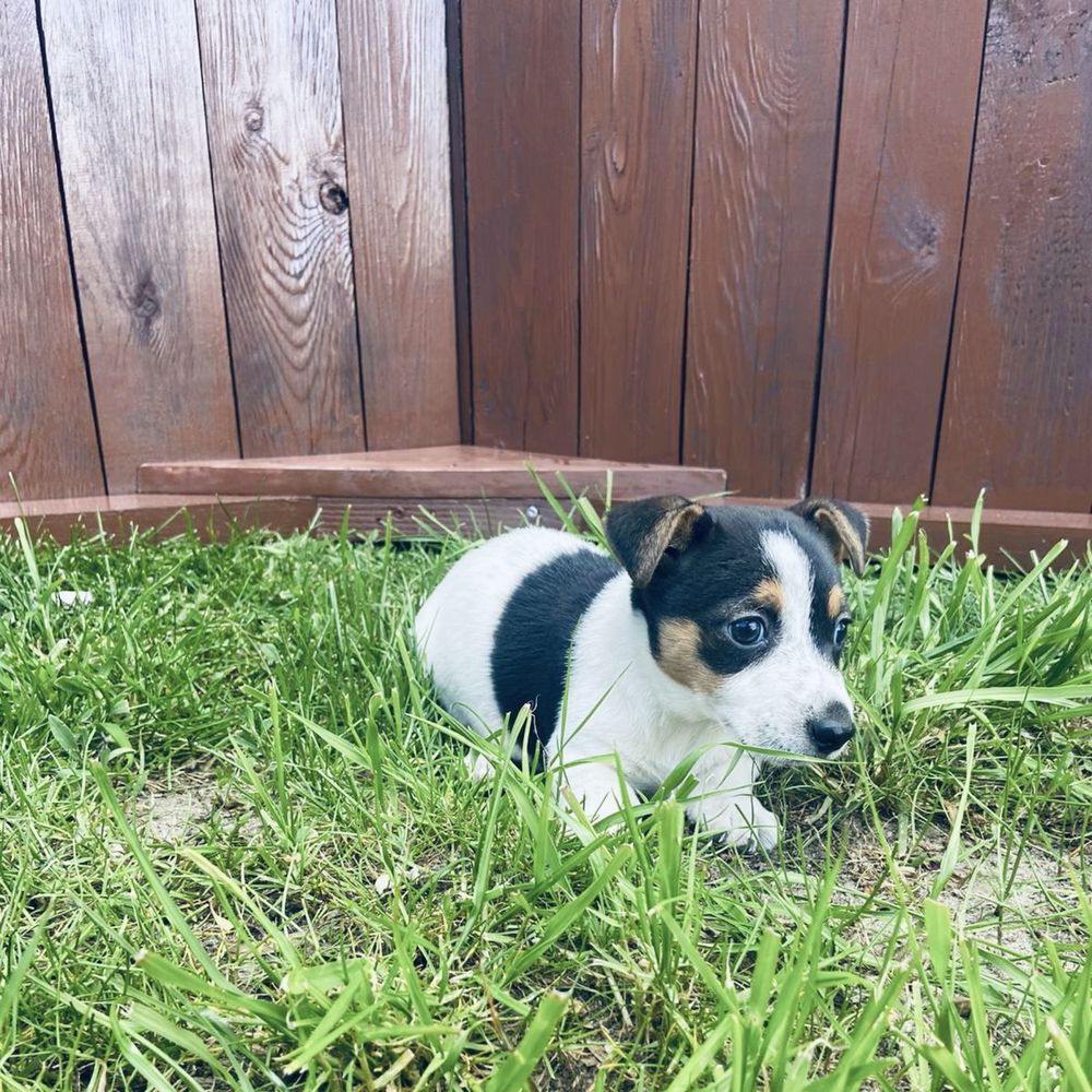 Suczka JRT Jack Russell Terrier