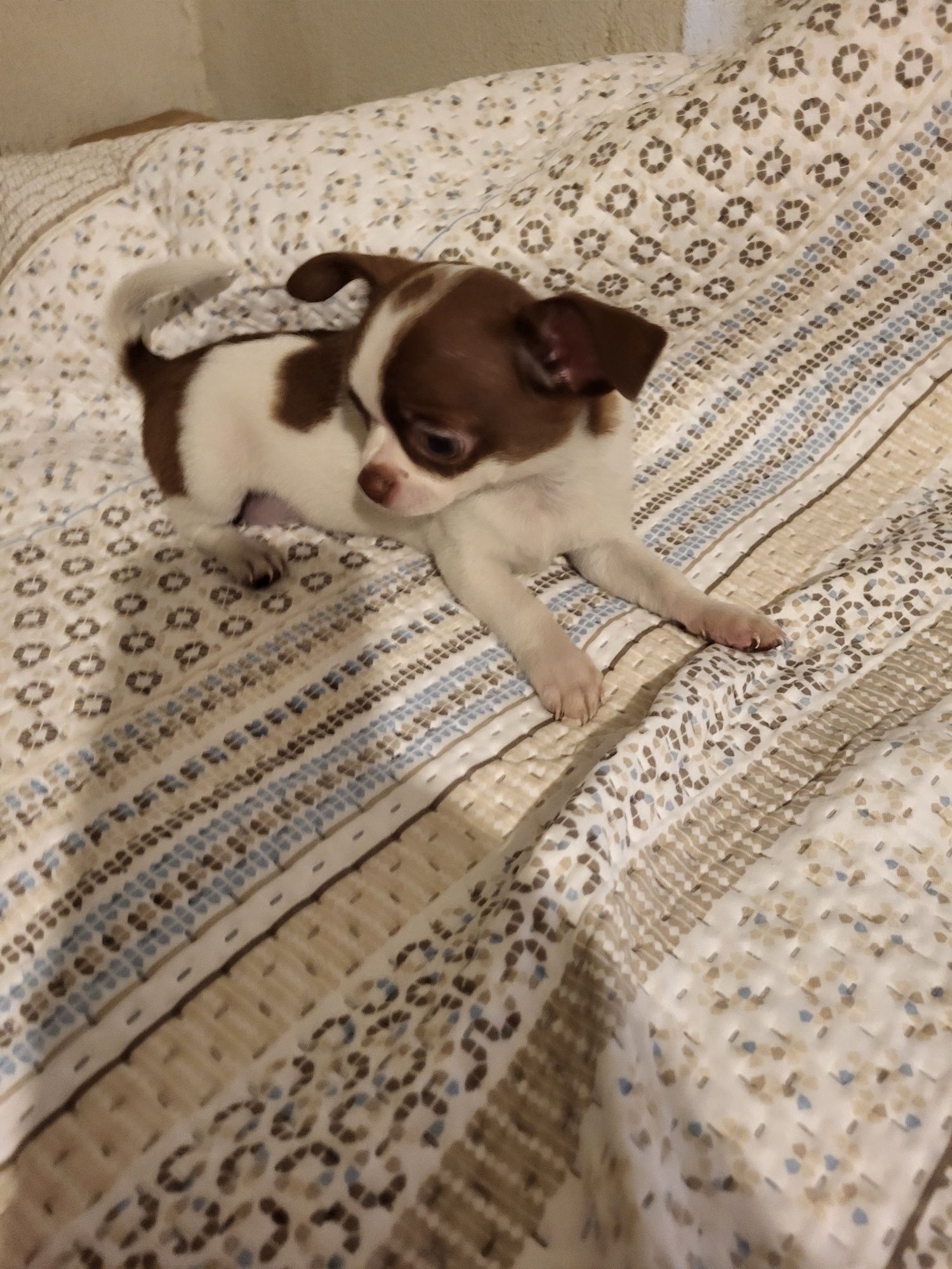 Chihuahua machinho branco e chocolate