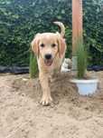 Golden Retriever szczeniak