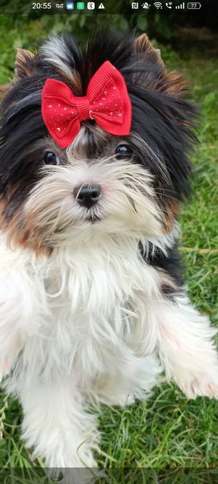 Yorkshire terrier chłopak Szafir biewer