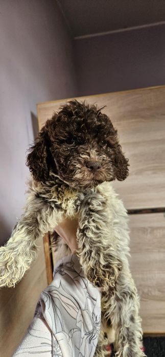 Lagotto romagnolo suczka