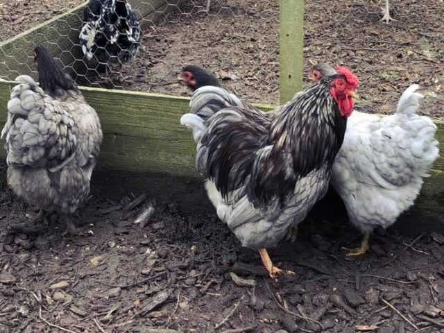 Віандот (колумбія, блакитна, смугастий) яйце інкубаційне