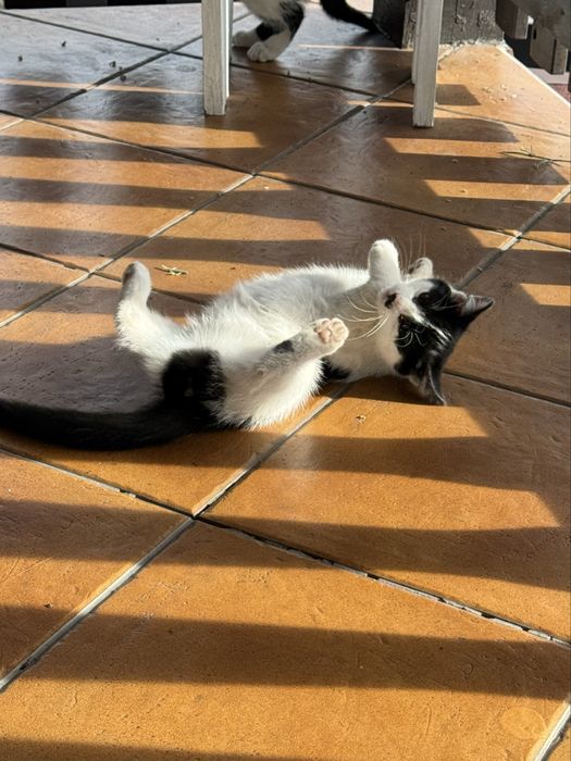 Kot kotka kotki za darmo