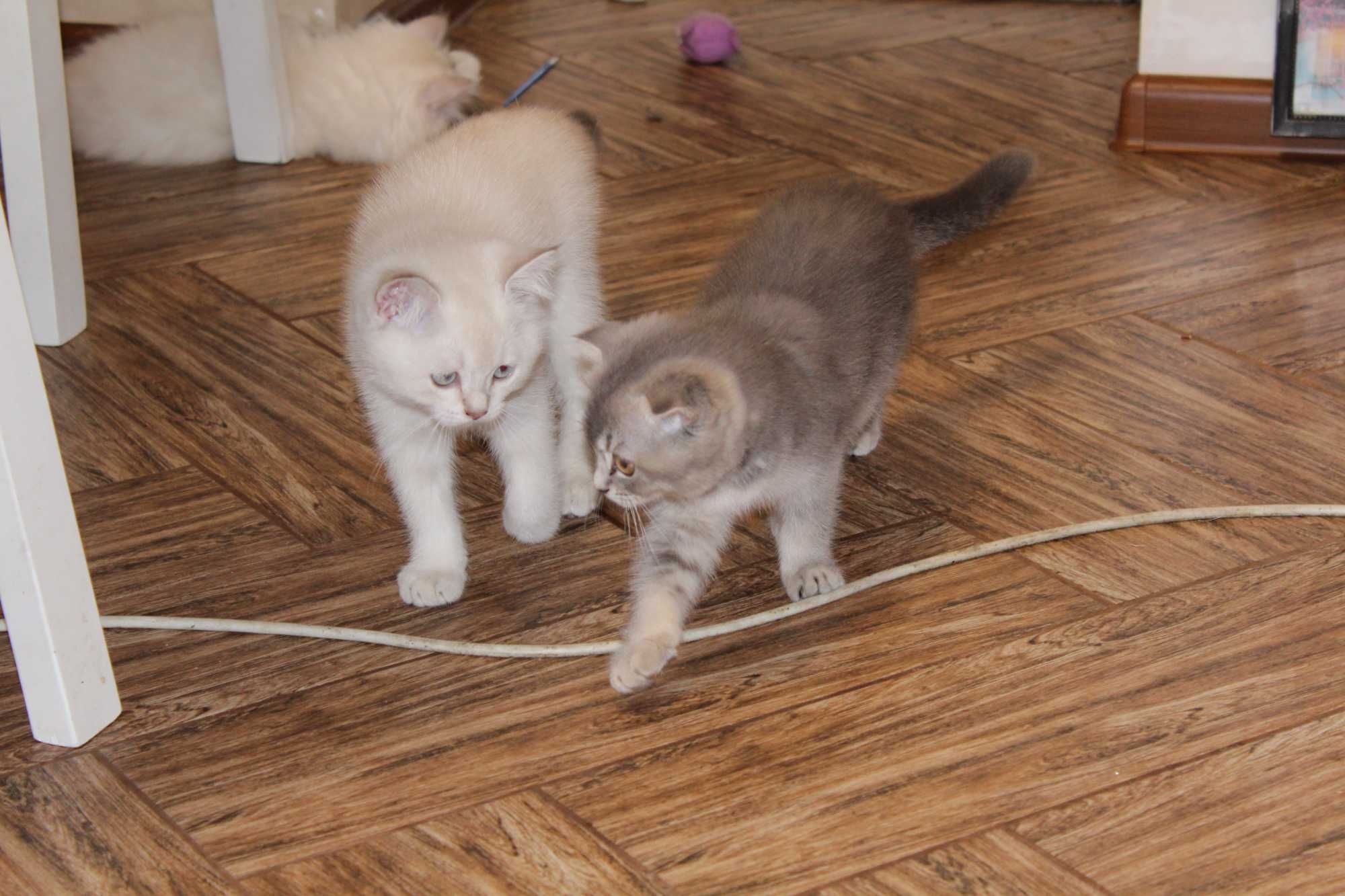 Котики шотландські