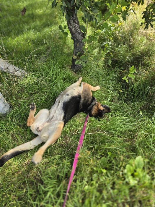 Dżina w typie owczarka