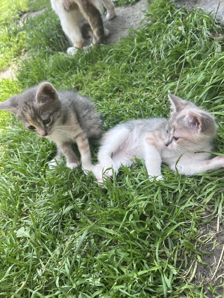 Кошенята віддам в добрі руки (безкоштовно)
