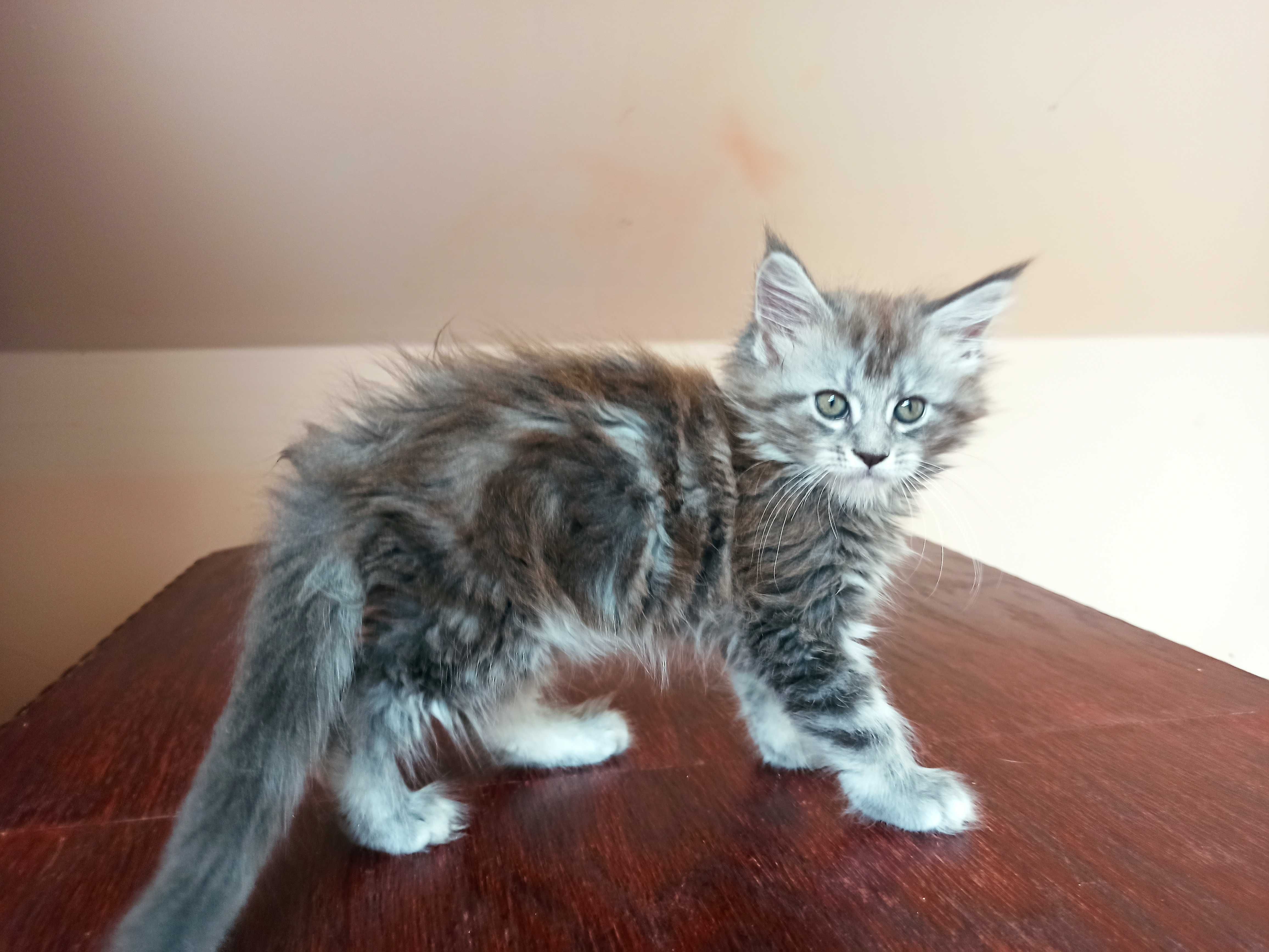 Maine Coon- Niebieska srebrzysta koteczka