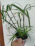 Cyperus papirus wysoki