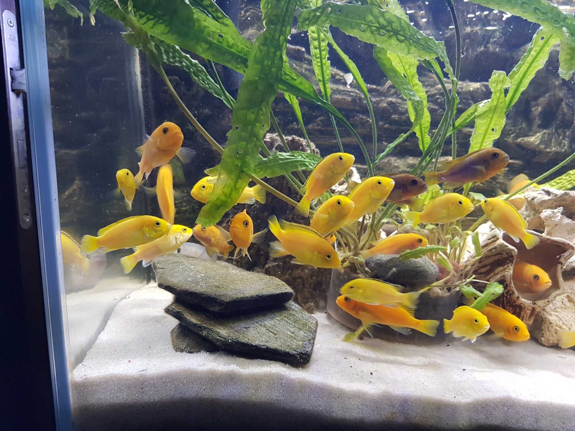 Pyszczaki Yellow, pyszczak żółty, harem 1+3