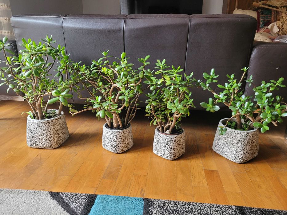 Kwiat doniczkowy drzewko szczęścia 45-50 cm,doniczka produkcyjna