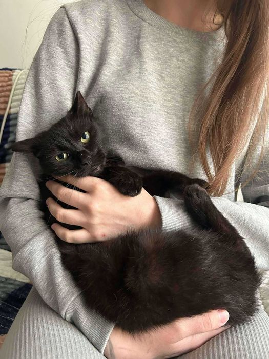 Łagodny, delikatny Bakuś do adopcji