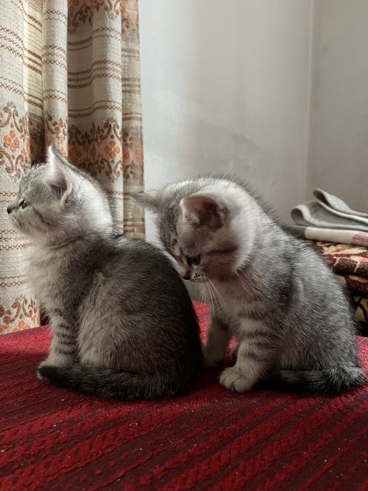 Кошенята (безкоштовно)