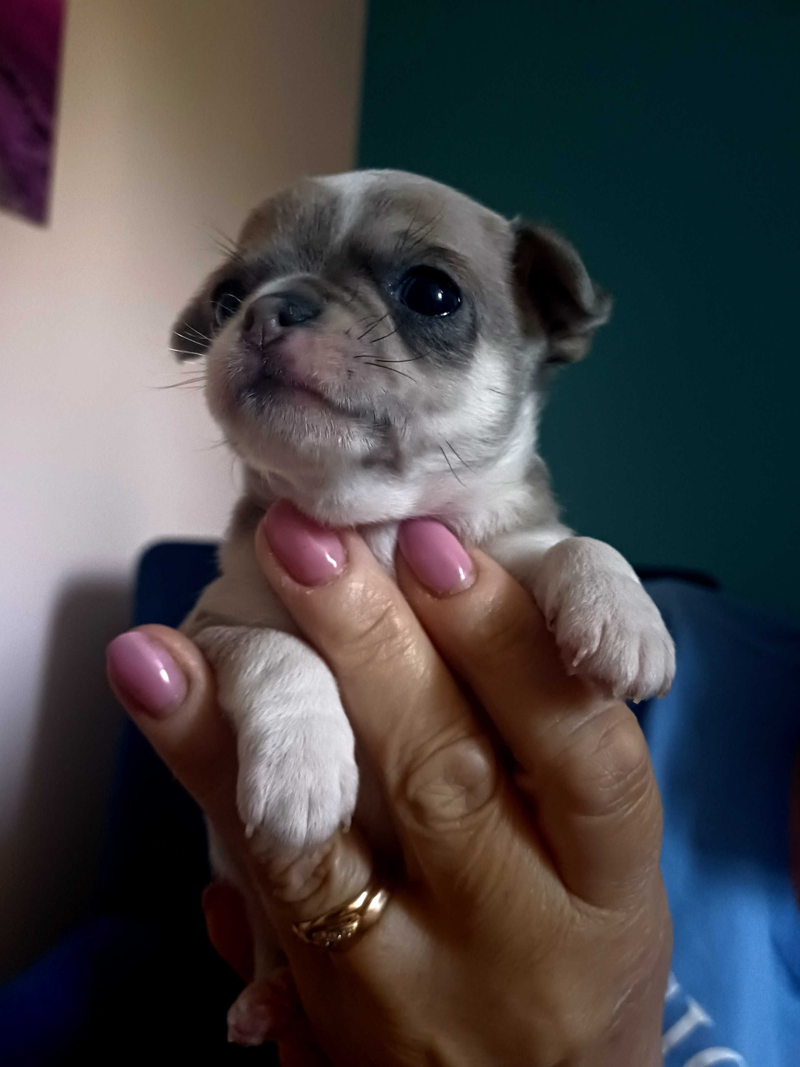 Chihuahua  z Rodowodem Niebieski Krótkowłosy