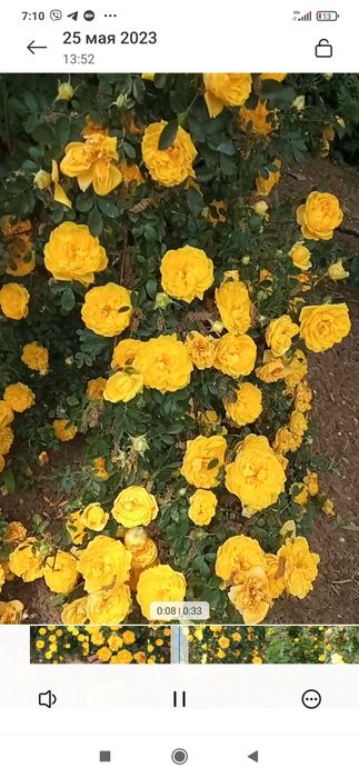 Английская вьющаяся роза Golden Rose