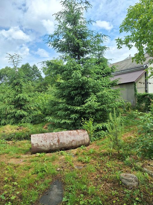 Живі ялинки 4,5,6,7,8м