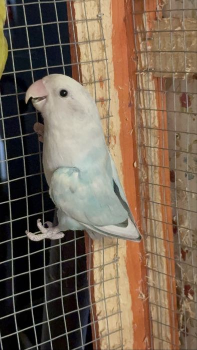 Casal de Roseicolis Longfeathers