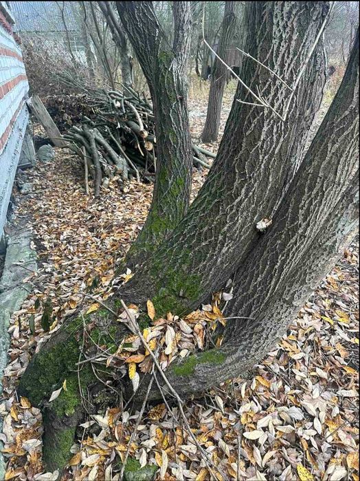 Дрова безкоштовно