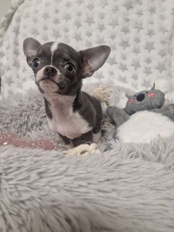 Rodowodowa Chihuahua