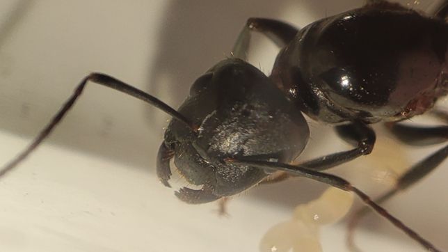 Camponotus aethiops mrówki