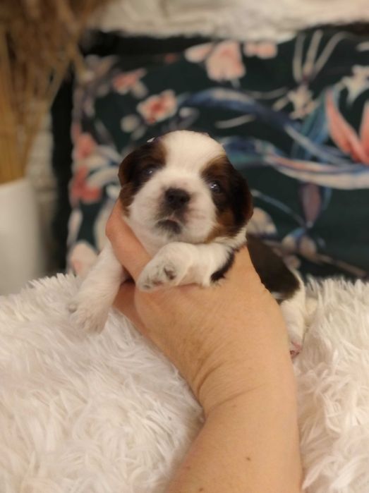 Shih Tzu cudny rodowodowy piesek