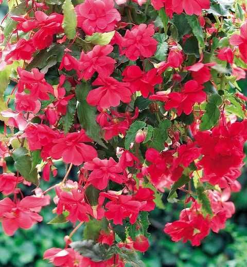 Begonia zwisająca Illumination -kwiaty Flora Szczecin