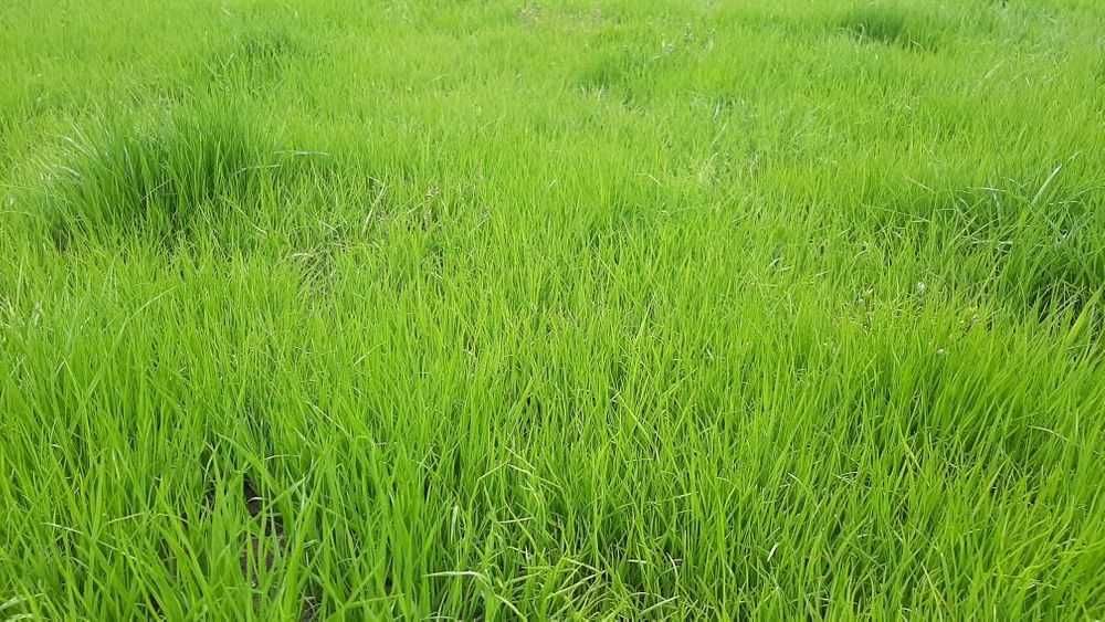 Семена травы. Трава газонная Универсальная. Урожай 2025, 25 кг.