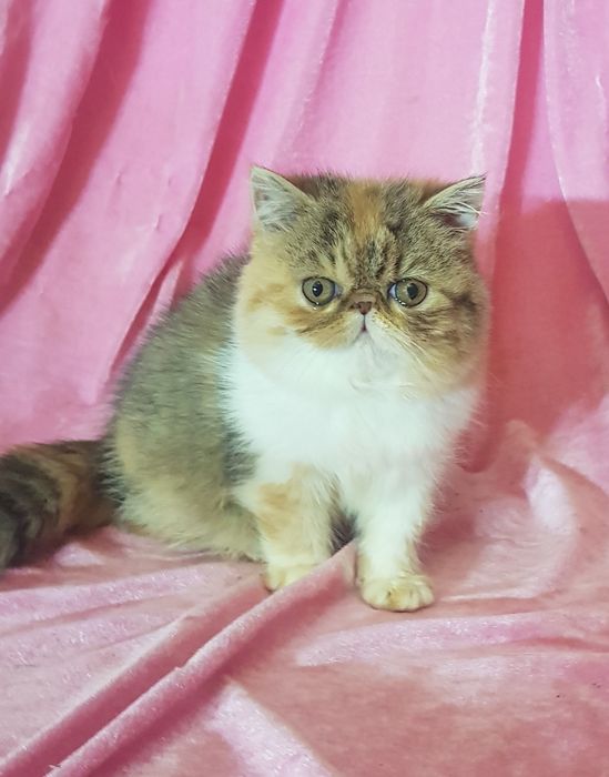 Экзотическая короткошерстная