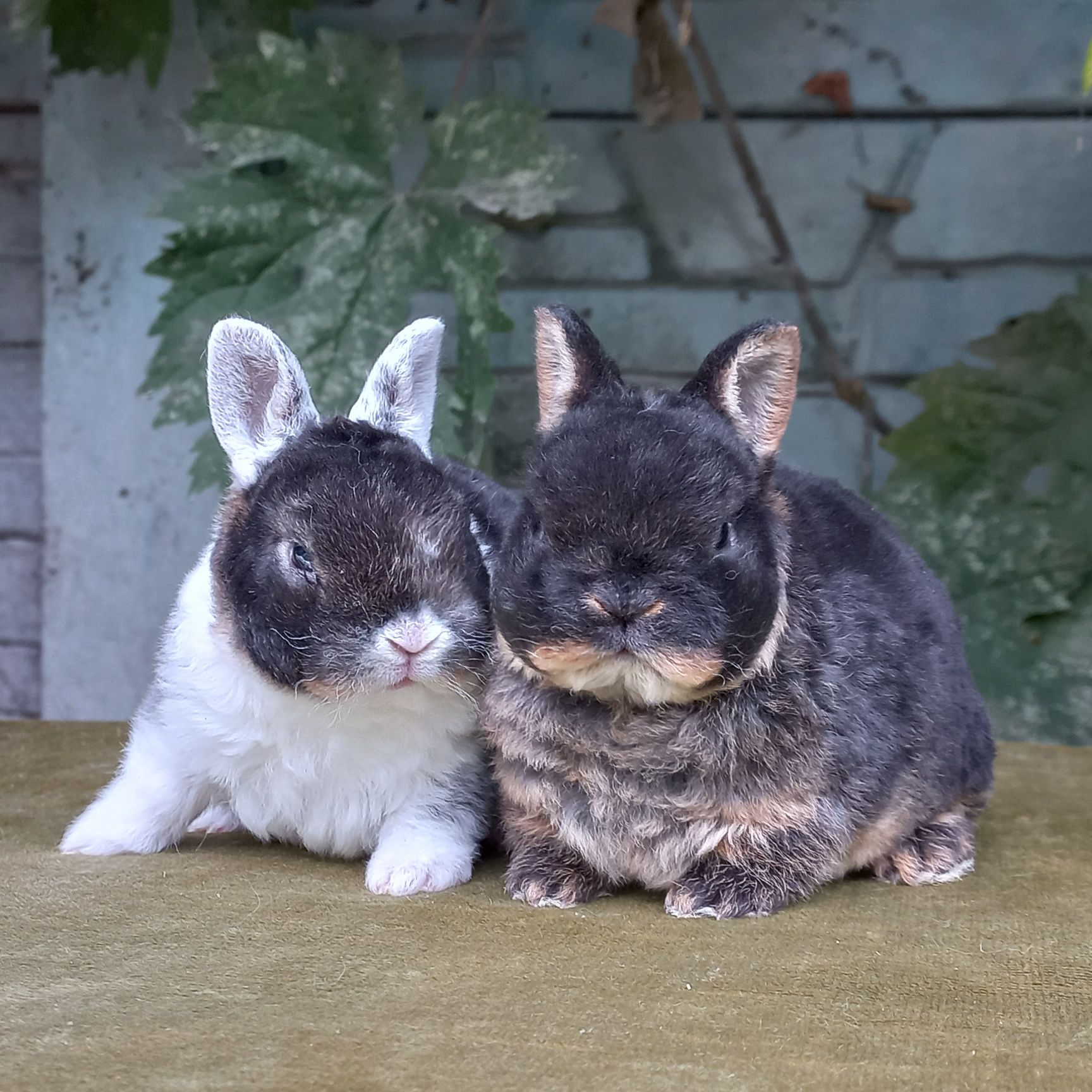 Кролики из питомника породы карликовый мини рекс