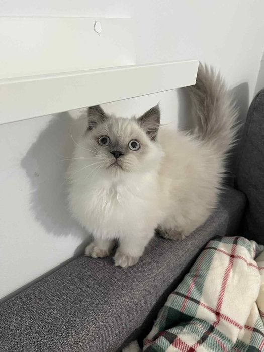 Kotki brytyjskie koty kociaki kocięta brytyjskie brytyjczyki