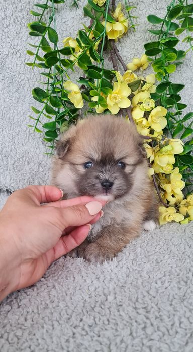 Estupenda mini Lulu da Pomerânia / Spitz Alemão Anão de Qualidade